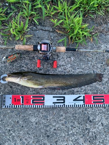 ナマズの釣果