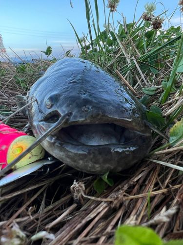 ナマズの釣果
