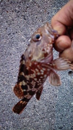 ガシラの釣果