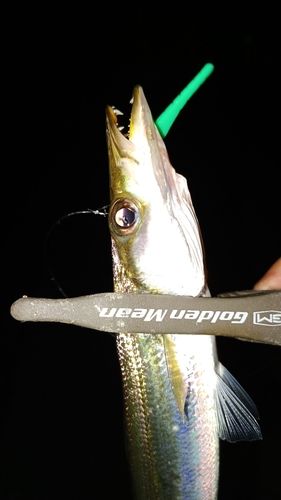 カマスの釣果