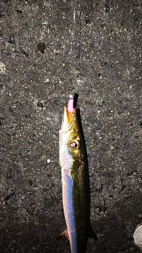 カマスの釣果