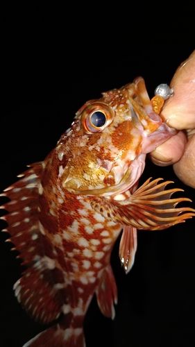 ガシラの釣果
