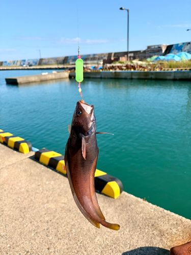 エゾイソアイナメの釣果