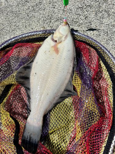 クロガシラガレイの釣果