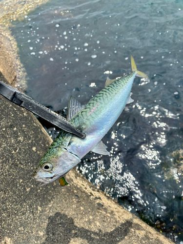 釣果