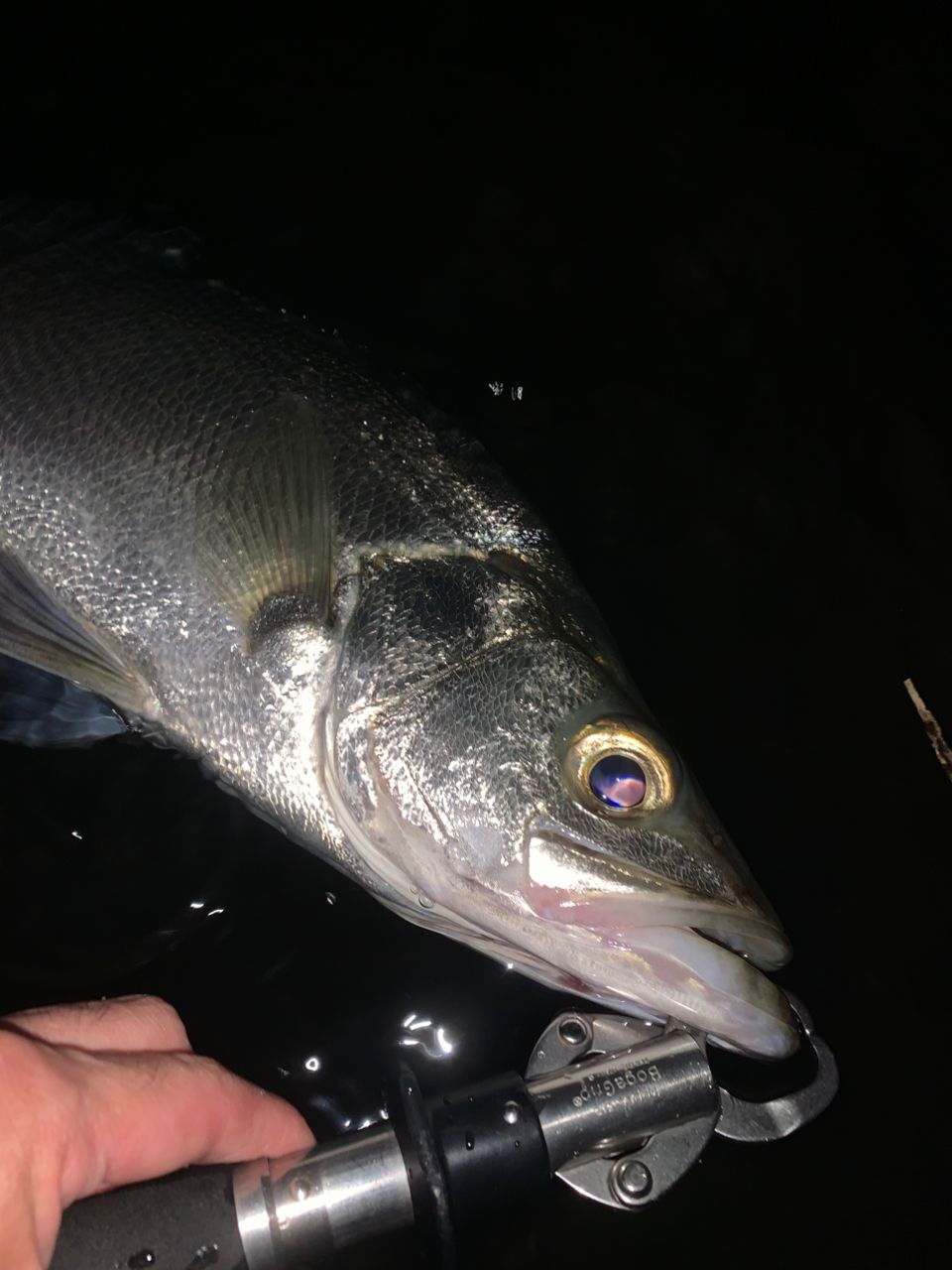 セイゴ（マルスズキ）・キビレの釣果写真