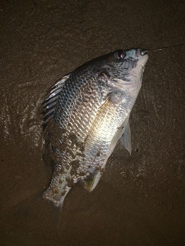 キビレの釣果