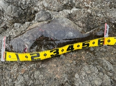 ヒラメの釣果