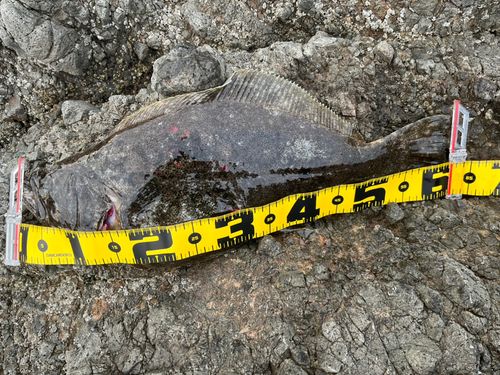 ヒラメの釣果