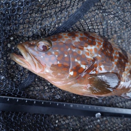 キジハタの釣果