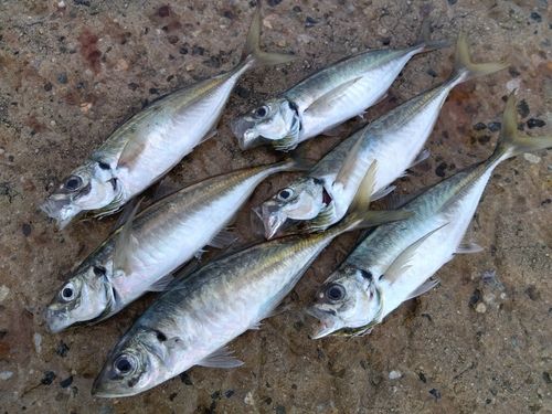 アジの釣果