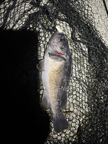 クロソイの釣果