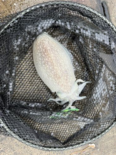 シリヤケイカの釣果
