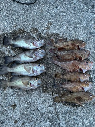 カサゴの釣果