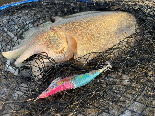 モンゴウイカの釣果