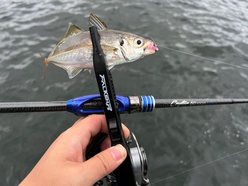 マアジの釣果