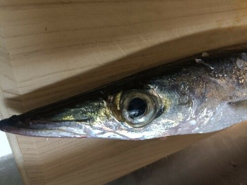 釣果
