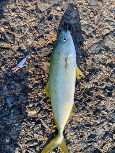 ヤズの釣果
