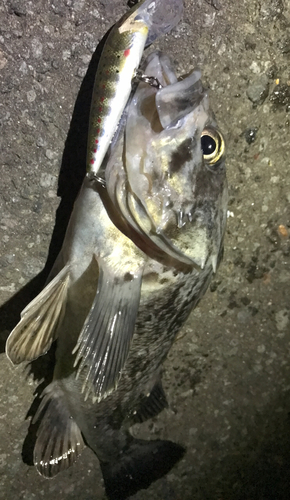 クロソイの釣果