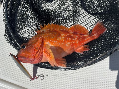 ウッカリカサゴの釣果
