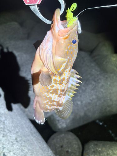 キジハタの釣果