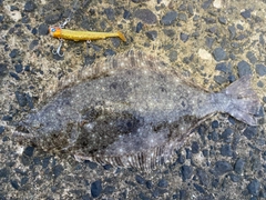 ヒラメの釣果