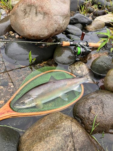 ヤマメの釣果