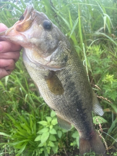 ラージマウスバスの釣果