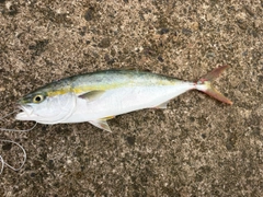 フクラギの釣果