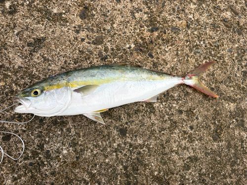フクラギの釣果