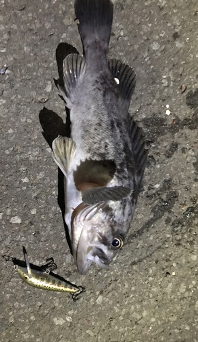 クロソイの釣果