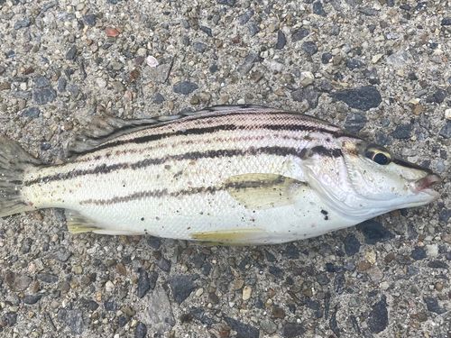 シマイサキの釣果