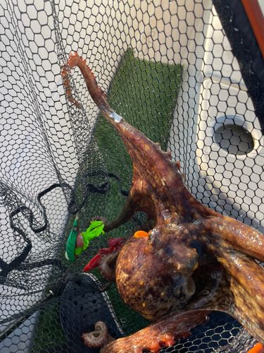 タコの釣果