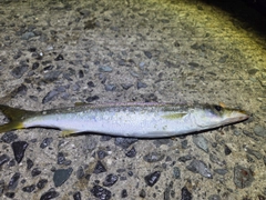 カマスの釣果