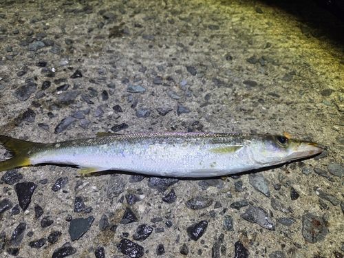 カマスの釣果