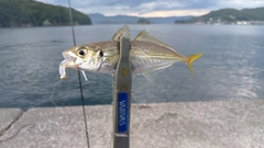 マアジの釣果