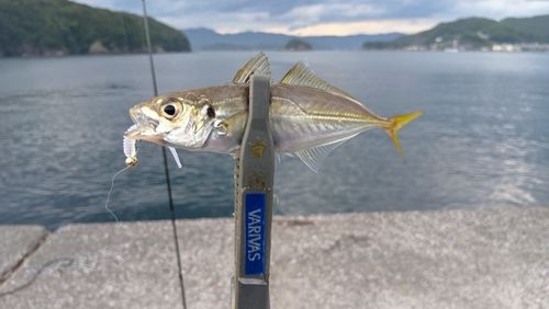 マアジの釣果