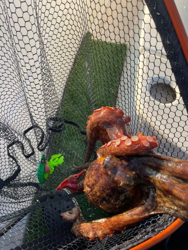タコの釣果