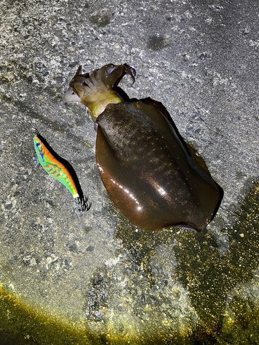 アオリイカの釣果