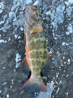 アカジンミーバイの釣果