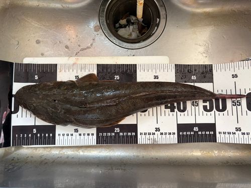 マゴチの釣果