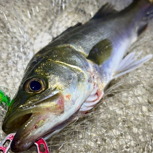 フッコ（マルスズキ）の釣果