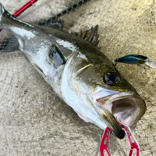 フッコ（マルスズキ）の釣果