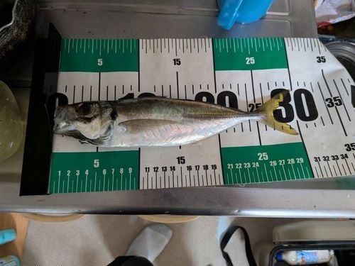 マアジの釣果