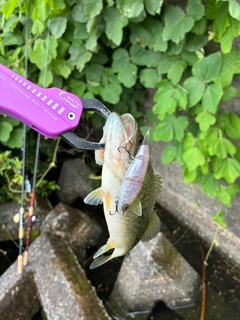 ブラックバスの釣果