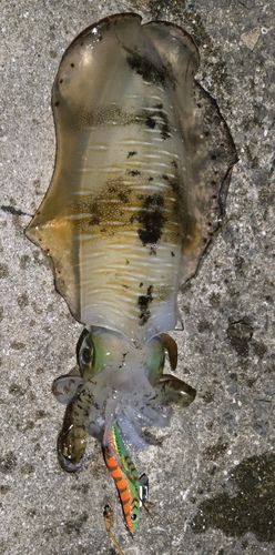 アオリイカの釣果