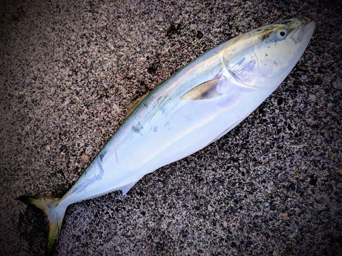 ブリの釣果