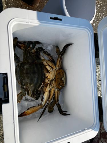 ワタリガニの釣果