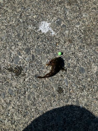 カジカの釣果