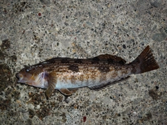 アイナメの釣果